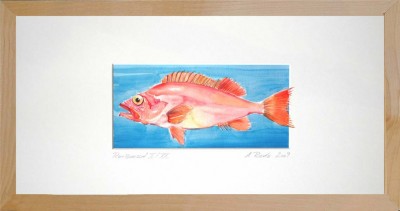 37-Rotbarsch-I-Birke