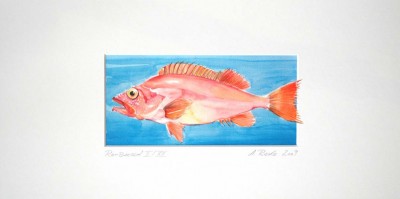 38-Rotbarsch-I-Druck