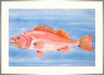 26-Rotbarsch-II-Rahmen