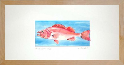 43-RotbarschII-Birke-20-40