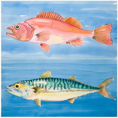 Fische - Aquarelle auf Papier